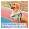 Kit De Arnes Y Correa Para Mascotas Talla CH o M