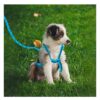 Kit De Arnes Y Correa Para Mascotas Talla CH o M